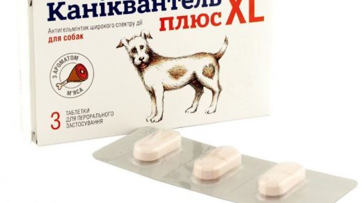 Важные причины обратить внимание на антигельминтик Haupt Pharma Caniquantel Plus